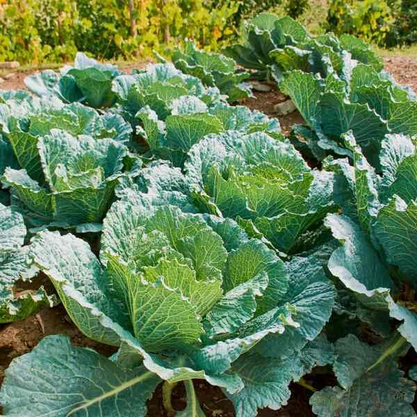 cabbage-vertus-savoy-seeds-6 cabbage-vertus-savoy-seeds-6