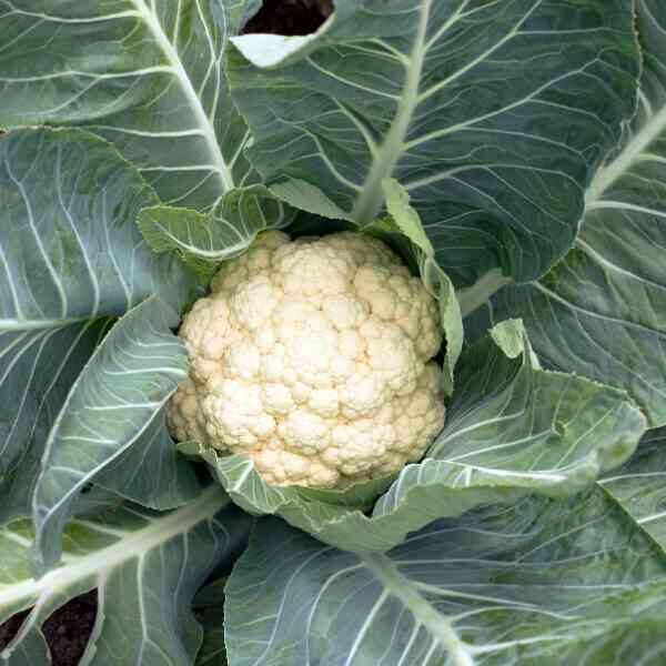 cauliflower-snowball-seeds-1 cauliflower-snowball-seeds-1