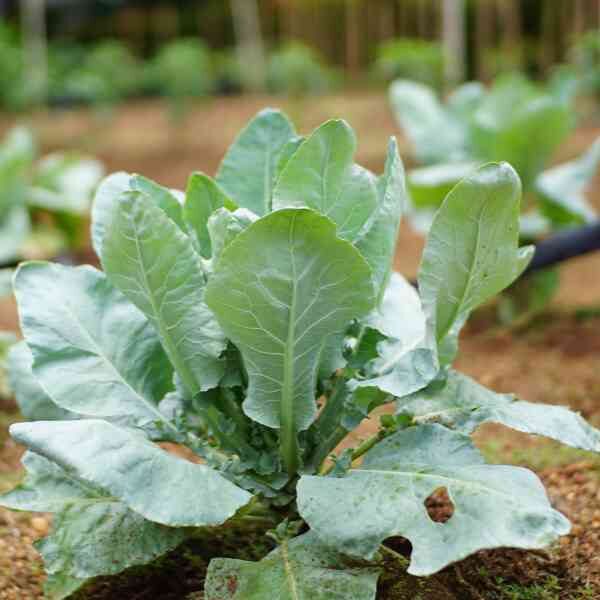 cauliflower-snowball-seeds-2 cauliflower-snowball-seeds-2