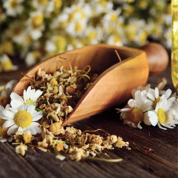 chamomile-seeds-2 chamomile-seeds-2