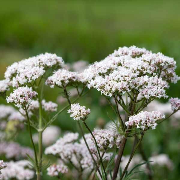 herb-valerian-seeds herb-valerian-seeds