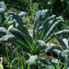 kale-nero-de-toscano-seeds-4
