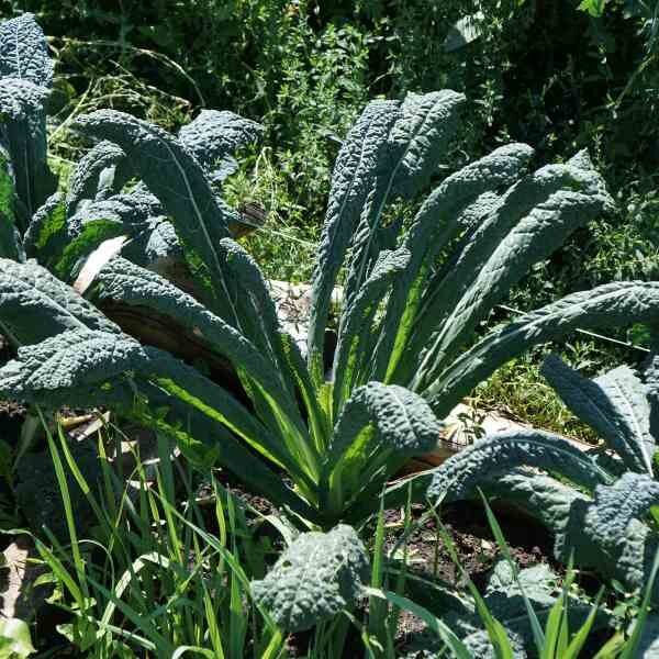 kale-nero-de-toscano-seeds-4 kale-nero-de-toscano-seeds-4