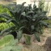 kale-nero-de-toscano-seeds-5