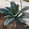 kale-nero-de-toscano-seeds-6