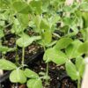 massey-gem-seeds-10