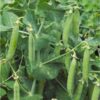 massey-gem-seeds-9 (5)