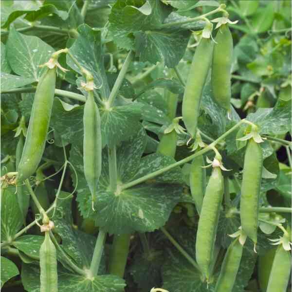 massey-gem-seeds-9 (5) massey-gem-seeds-9 (5)