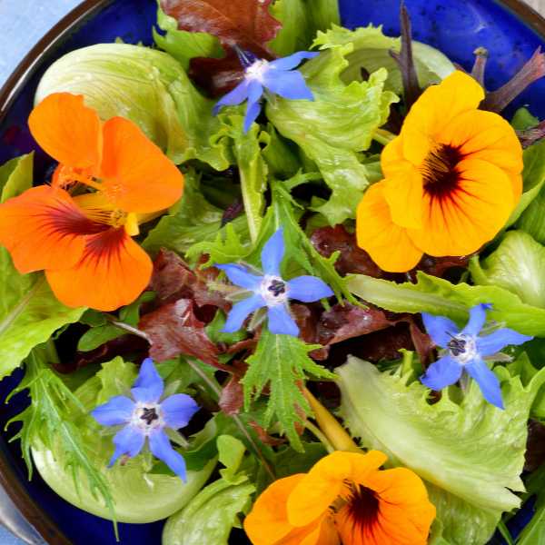 nasturtium trailing mix seed 2