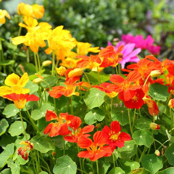 nasturtium trailling