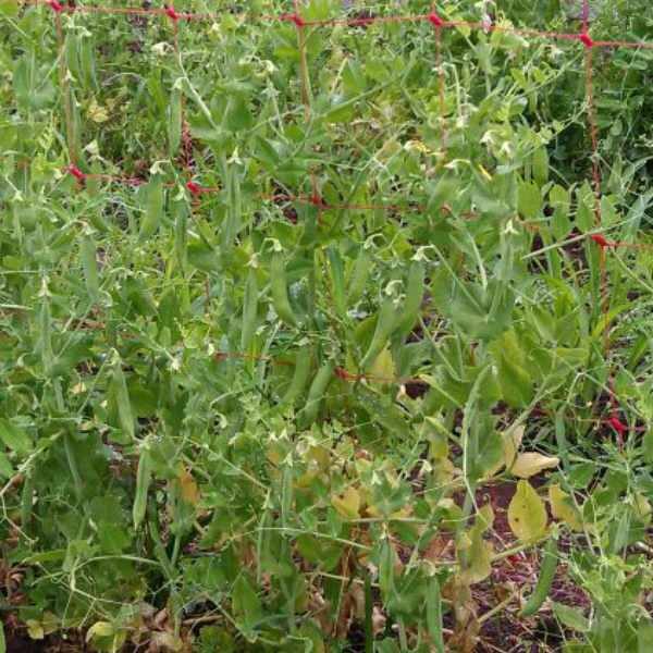 pea-greenfeast-lincoln-seeds-2 pea-greenfeast-lincoln-seeds-2