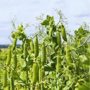 Shelling Pea Greenfeast Lincoln