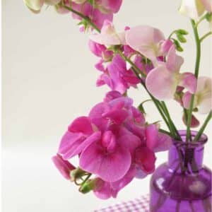 Sweet Pea Painted Lady