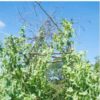telephone-pea-seeds-2