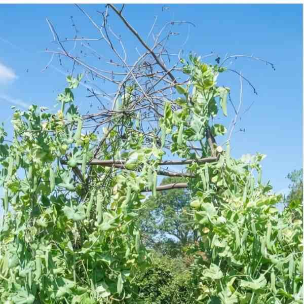 telephone-pea-seeds-2 telephone-pea-seeds-2