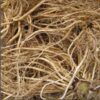valerian-root
