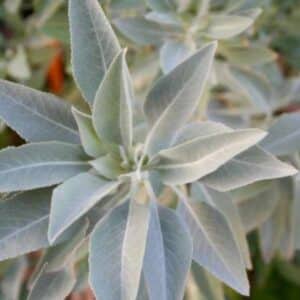 Sage White