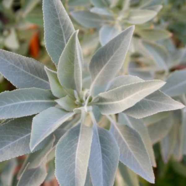 white-sage-seeds white-sage-seeds