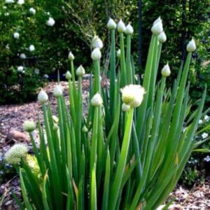 Bunching Onion Ishikura