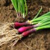 bunching-onion-red-beard-seeds-2