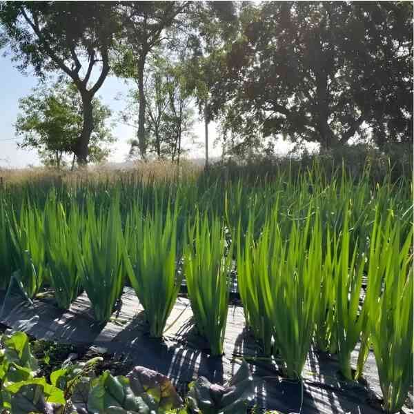 bunching-onion-winter-ishikura-seeds-2 bunching-onion-winter-ishikura-seeds-2