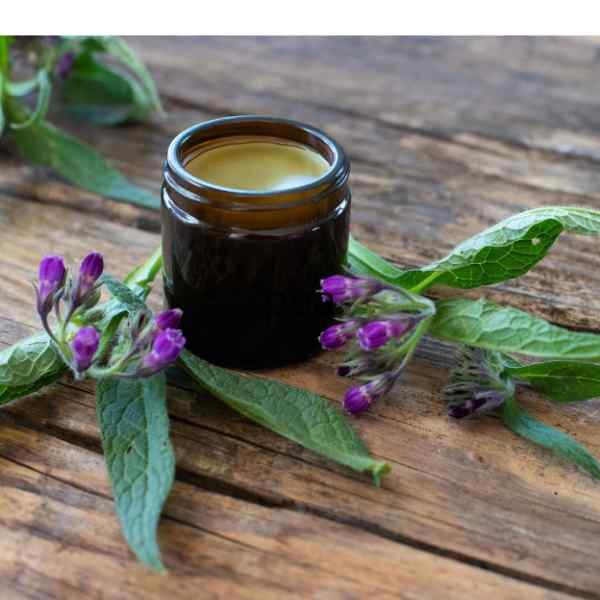 comfrey-seeds-1 comfrey-seeds-1