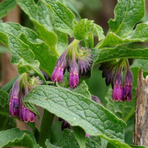 comfrey_seeds comfrey