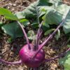 kohl-rabi-purple-vienna-seeds-2