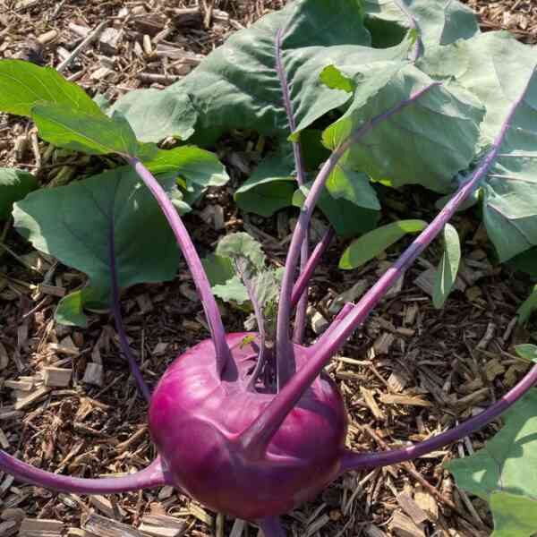 kohl-rabi-purple-vienna-seeds-2 kohl-rabi-purple-vienna-seeds-2