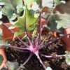 kohl-rabi-purple-vienna-seeds-3