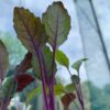 krpv-seeds-3