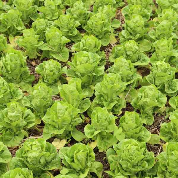 lettuce-butter-crunch-seeds-2 lettuce-butter-crunch-seeds-2