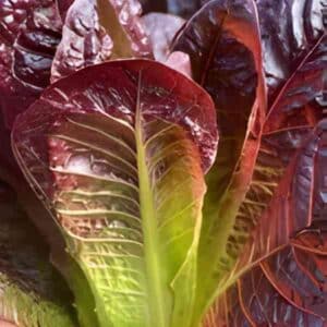 Lettuce Rouge d'Hiver