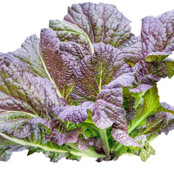 mustard-green-osaka-purple-seeds-2 mustard-green-osaka-purple-seeds-2