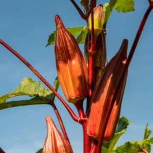 Okra Burgundy