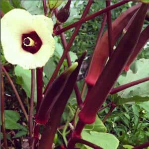 okra-burgundy-seeds-2