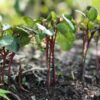 okra-burgundy-seeds-3