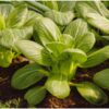 pak-choy-canton-white-seeds-1