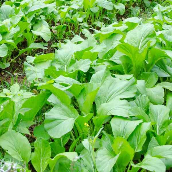 pak-choy-canton-white-seeds-2 pak-choy-canton-white-seeds-2