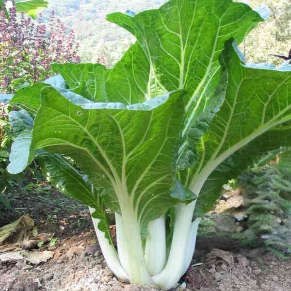 pak-choy-canton-white-seeds-5 pak choy white stem growing in the ground at full size