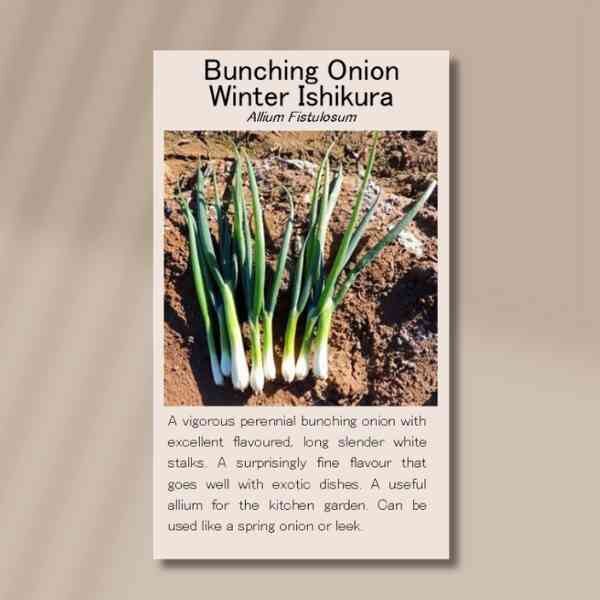 winter-ishikura-front winter-ishikura-front