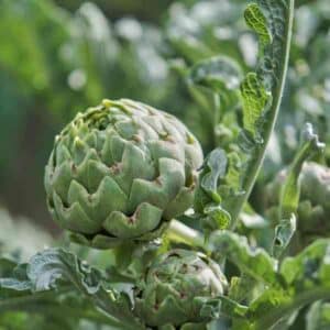 Artichoke Green Globe