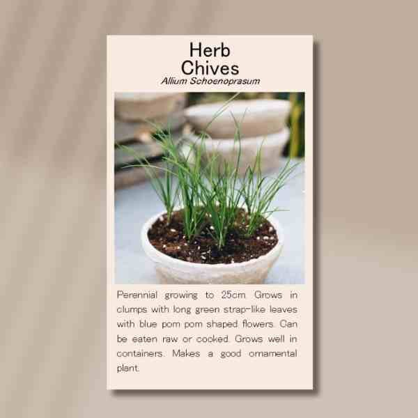 chives-front (1) chives-front (1)