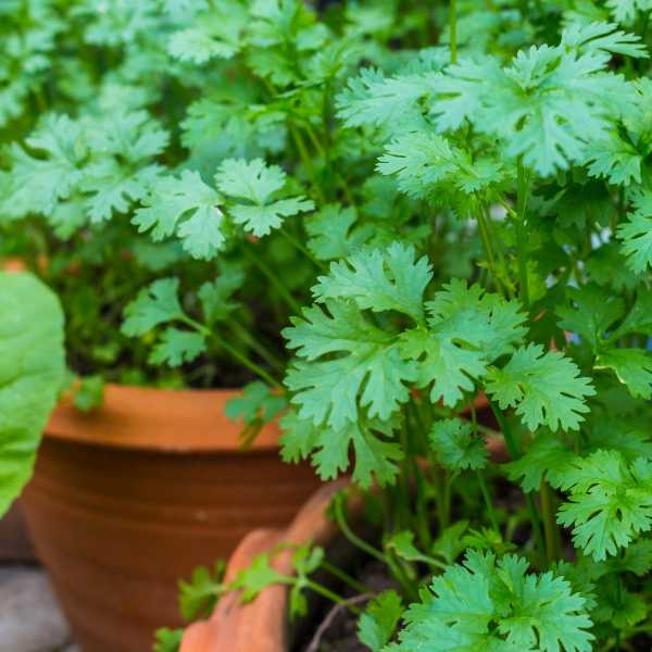 coriander slow bolt seeds 1
