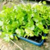 coriander slowbolt started in a flat tray
