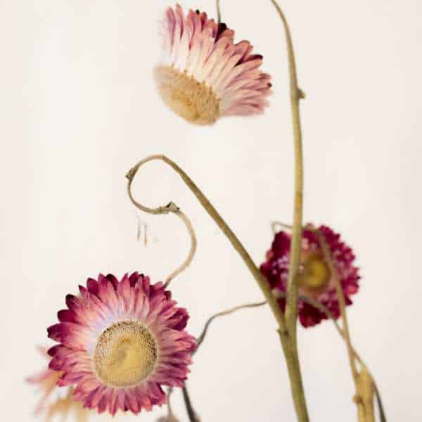 Paper Daisies in an artistic arrangement