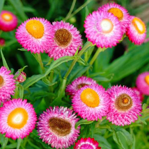 Paper Daisies lying flat on their bright green foliage.