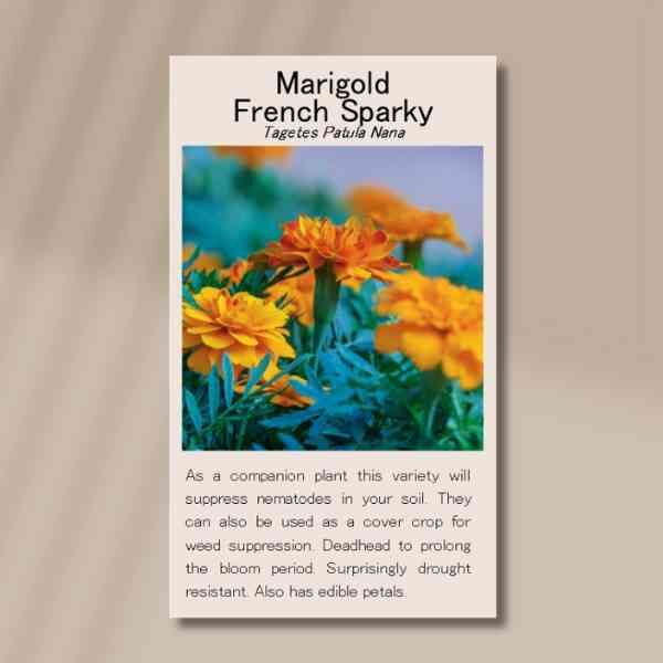 french-sparky-seeds-front french-sparky-seeds-front