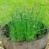 garlic-chives-seeds-3