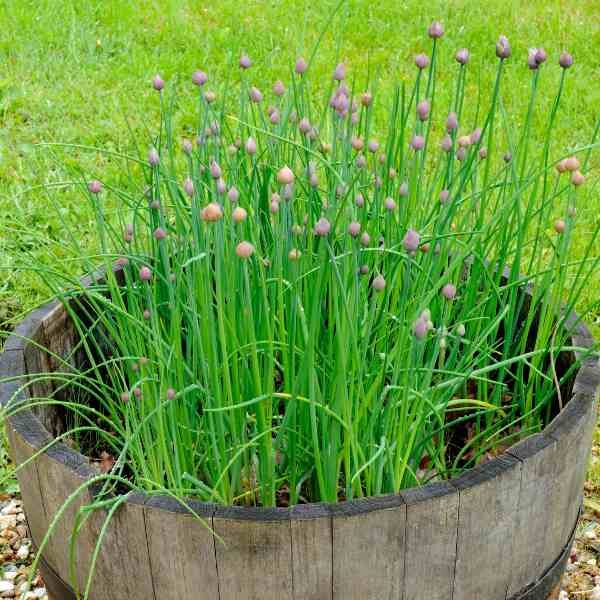 garlic-chives-seeds-3 garlic-chives-seeds-3